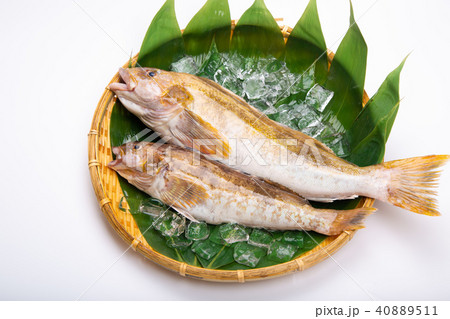 アイナメ　食材 40889511