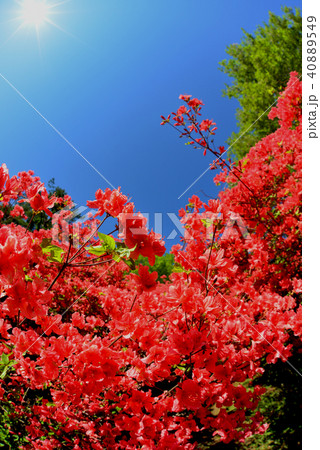 太陽とつつじ２ 40889549
