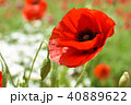 真っ赤なポピー 40889622
