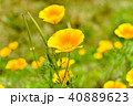 黄色いポピー 40889623