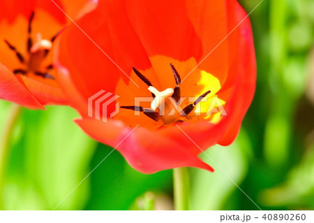 チューリップ畑(新潟県) チューリップ畑(新潟県) 40890260