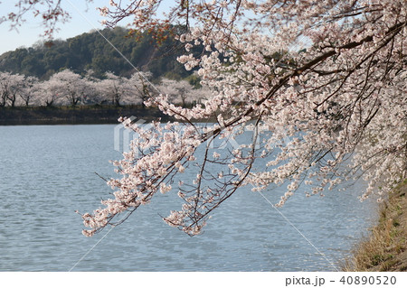 池の桜 40890520