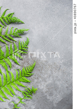 Gray textured background with green fern leaves 40890767
