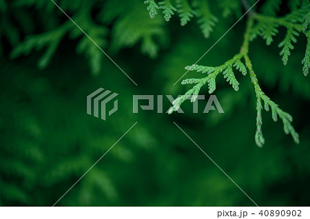 Green background with branch of thuja 40890902
