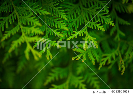 Green background with branches of thuja 40890903