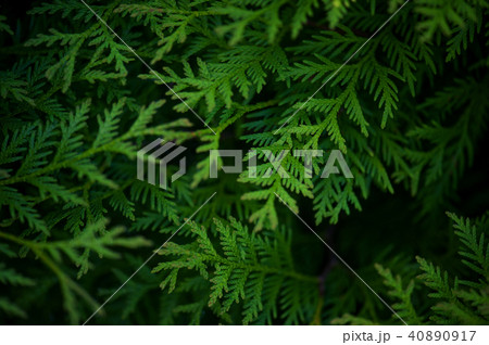Green background with branches of thuja 40890917