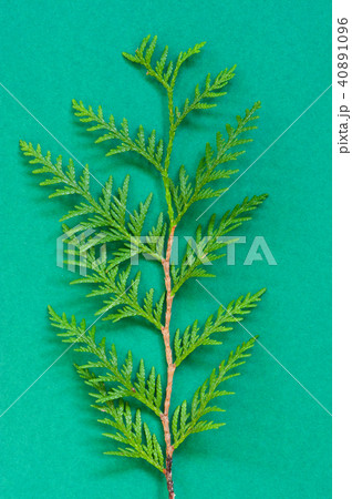Brunch of thuja on the green paper background 40891096