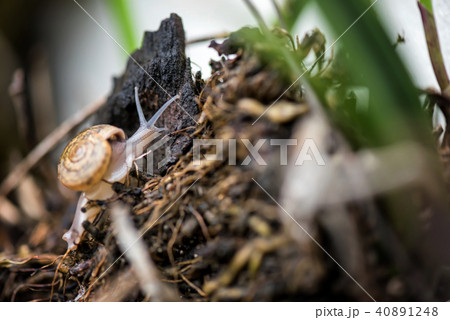 snail crawl on old stump with climbing plant 40891248