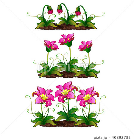 The growth stage fancy pink flower. Vector illustration. The growth stage fancy pink flower. Vector illustration. 40892782