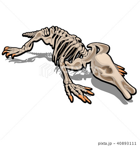 Skeleton Of Anteater Isolated On White のイラスト素材