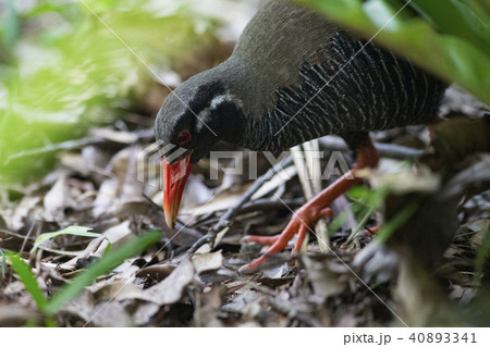 ヤンバルクイナ　エサ発見 40893341