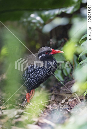 隙間から見えたヤンバルクイナ 40893344