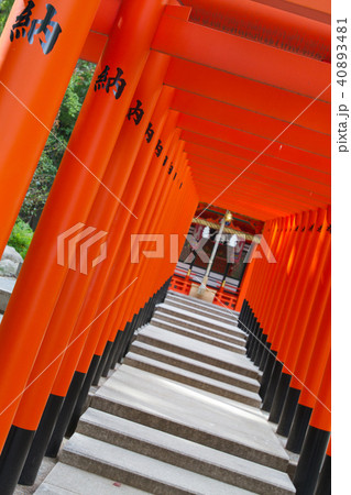 神戸、生田神社内、稲荷神社 神戸、生田神社内、稲荷神社 40893481