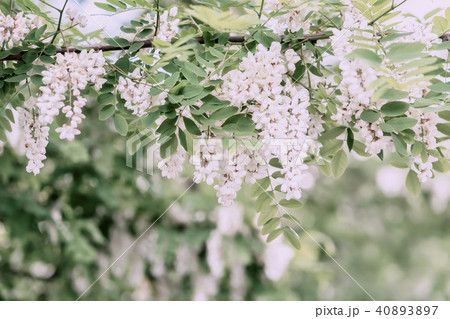 Abundant flowering acacia branch of Robinia pseudoacacia, false acacia, black locust, sunny day Abundant flowering acacia branch of Robinia pseudoacacia, false acacia, black locust, sunny day 40893897