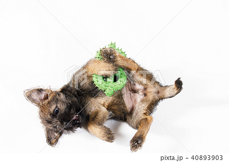 Little beautiful puppy Little beautiful puppy 40893903