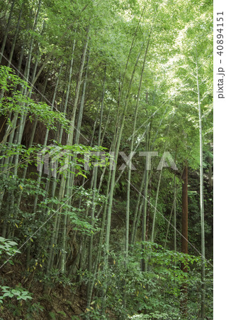 英勝寺の竹林（鎌倉市扇ガ谷） 40894151