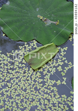 蓮の葉 英勝寺の水盤に浮かぶ蓮の葉（鎌倉市扇ガ谷）の写真素材 [40894182