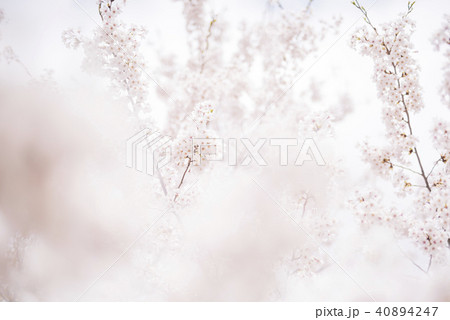 桜(ハイキー) 桜(ハイキー) 40894247