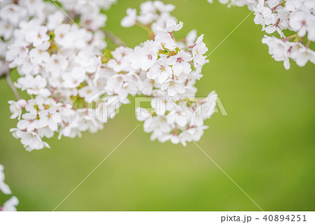 桜(グリーンバック) 桜(グリーンバック) 40894251