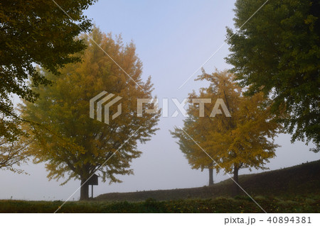 朝もやの中の紅葉 朝もやの中の紅葉 40894381