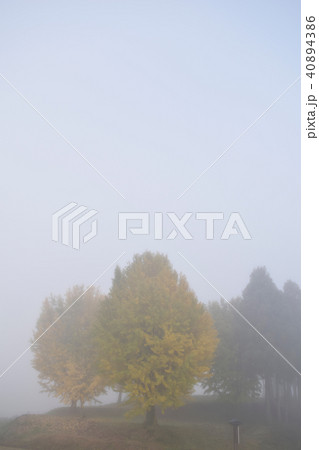 朝もやの中の紅葉 朝もやの中の紅葉 40894386