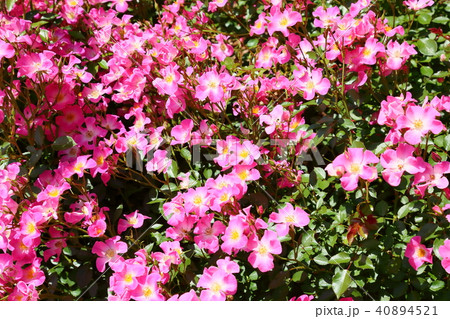 初夏のバラ クンバヤの花 初夏のバラ クンバヤの花 40894521