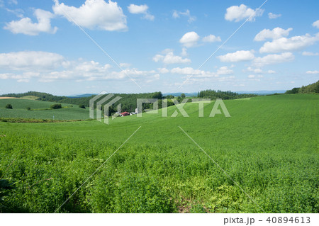 青空と緑の牧草畑 40894613