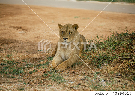 Lions in the in Fasano apulia Italy 40894619
