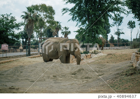 Elephant in Safari zoo Fasano apulia Italy 40894637