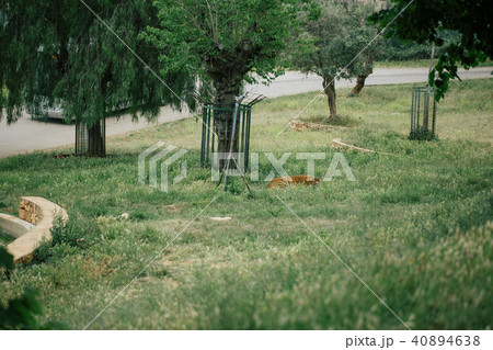 Tiger under a tree in Fasano apulia Italy 40894638