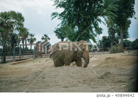 Elephant in Safari zoo Fasano apulia Italy Elephant in Safari zoo Fasano apulia Italy 40894642