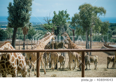 Giraffe in Fasano apulia safari zoo Italy 40894643