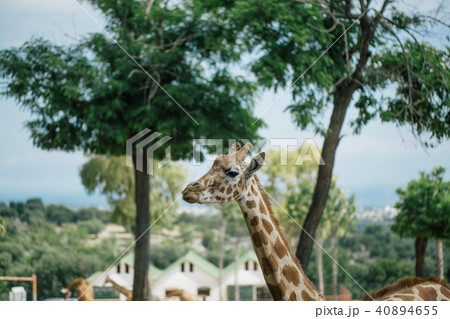 Giraffe in Fasano apulia safari zoo Italy 40894655