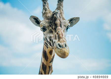 Giraffe in Fasano apulia safari zoo Italy 40894669