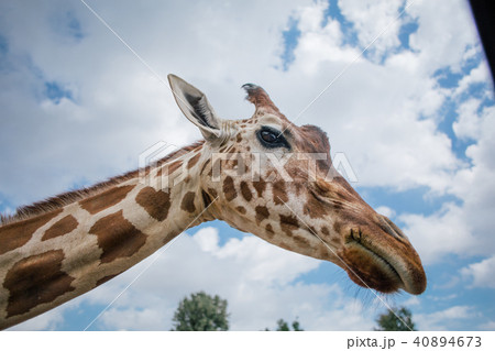 Giraffe in Fasano apulia safari zoo Italy 40894673