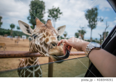 Giraffe and human hand in Fasano apulia safari zoo Italy 40894691