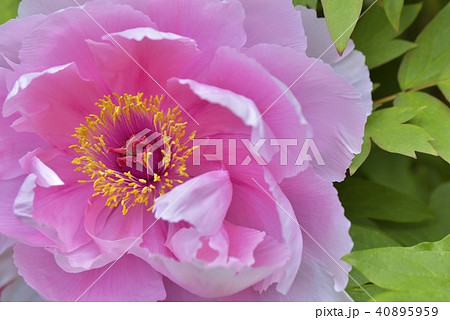 牡 丹 牡 丹 40895959