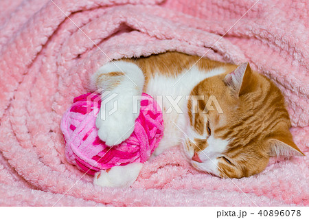 かわいい白茶ねこ かわいい白茶ねこ 40896078