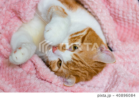 かわいい白茶ねこ かわいい白茶ねこ 40896084
