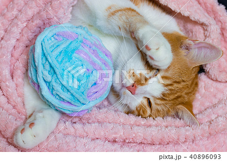 かわいい白茶ねこ かわいい白茶ねこ 40896093