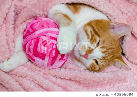 かわいい白茶ねこ 40896094