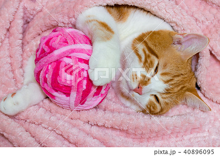 かわいい白茶ねこ 40896095