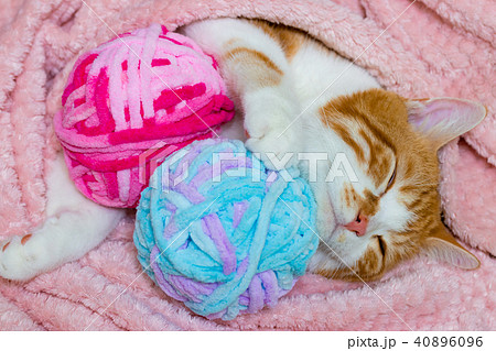 かわいい白茶ねこ 40896096