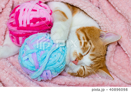 かわいい白茶ねこ かわいい白茶ねこ 40896098