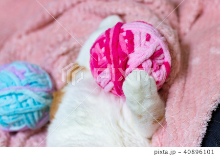 かわいい白茶ねこ かわいい白茶ねこ 40896101