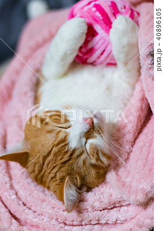 かわいい白茶ねこ 40896105