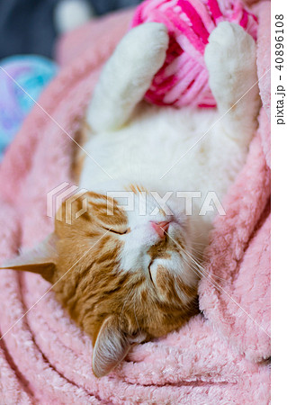 かわいい白茶ねこ 40896108
