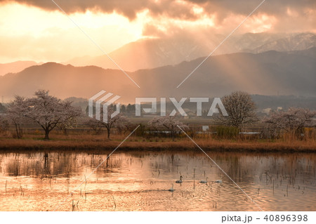 瓢湖の春 瓢湖の春 40896398