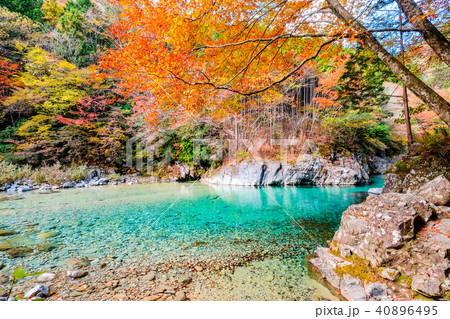 阿寺渓谷（１１月） 40896495