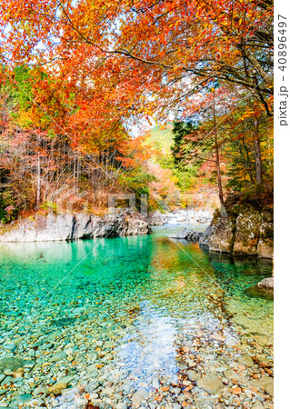 阿寺渓谷（１１月） 40896497